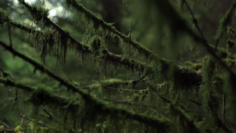 Moos-Bedeckt-Den-Ast-Eines-Baumes-In-Einem-Kiefernwald