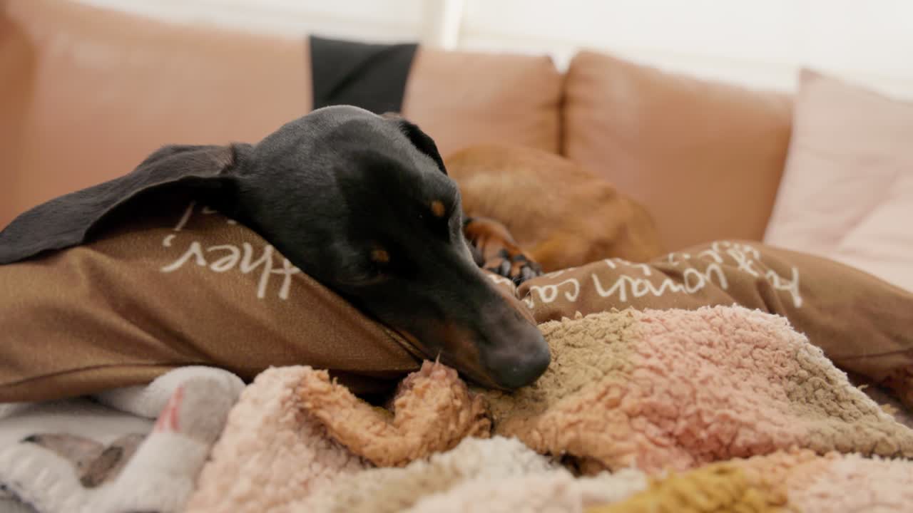 A content black and tan Dachshund relaxes on a fluffy pillow on a living room couch, enjoying a moment of quiet downtime indoors