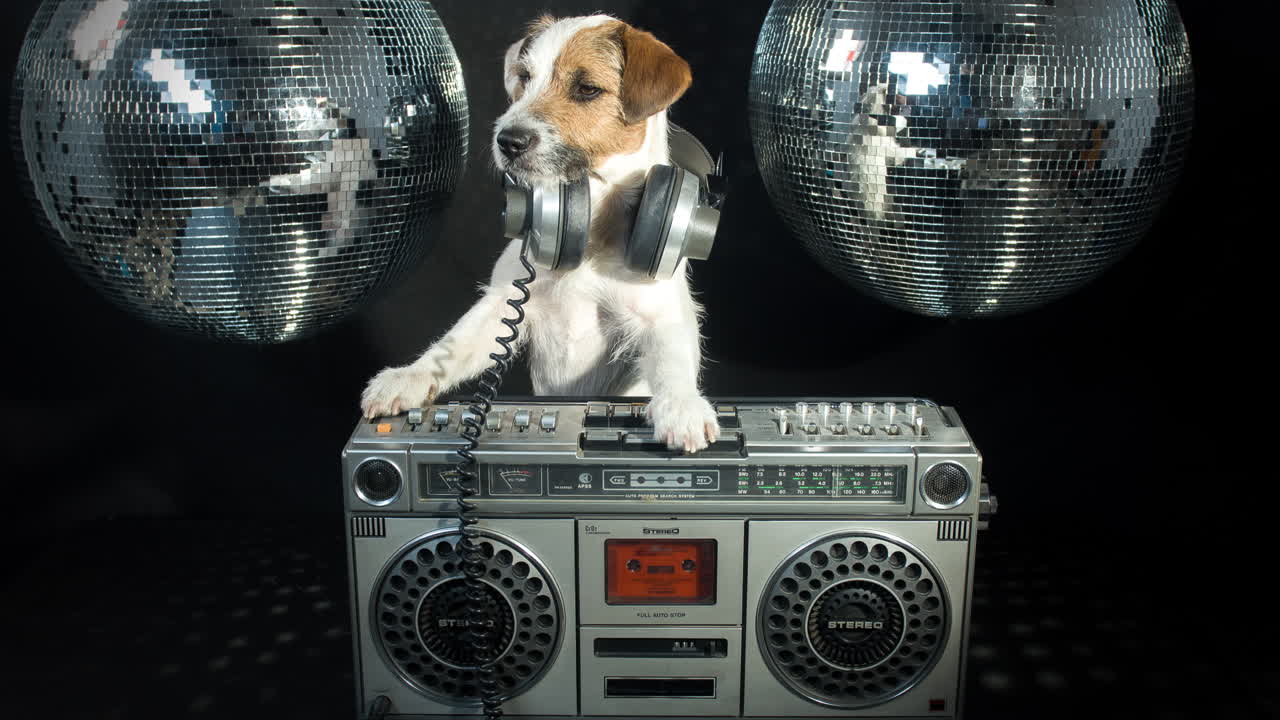 Dog Ghetto videa 4K 12