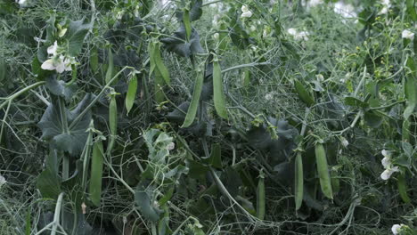 a crop of garden peas growing on a farm in warwickshire, england