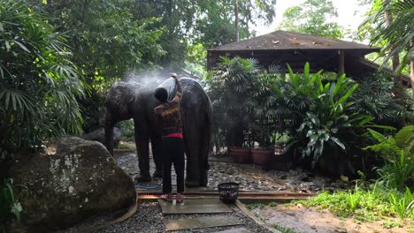 persona bañando a un elefante en un entorno exuberante