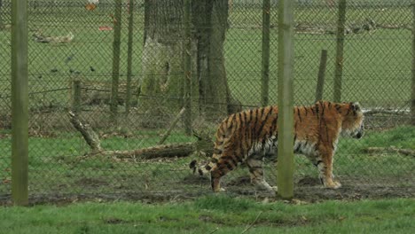 amur tiger living at woburn safari park, uk