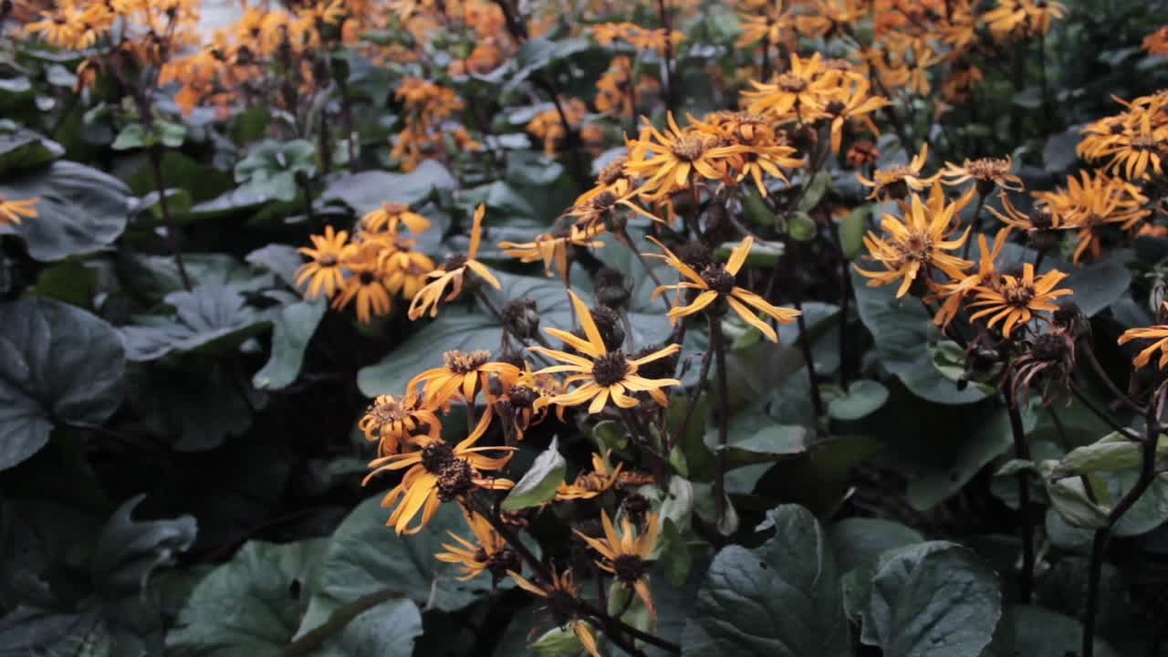 ligularia leopardo flores amarillas con grandes hojas verdes