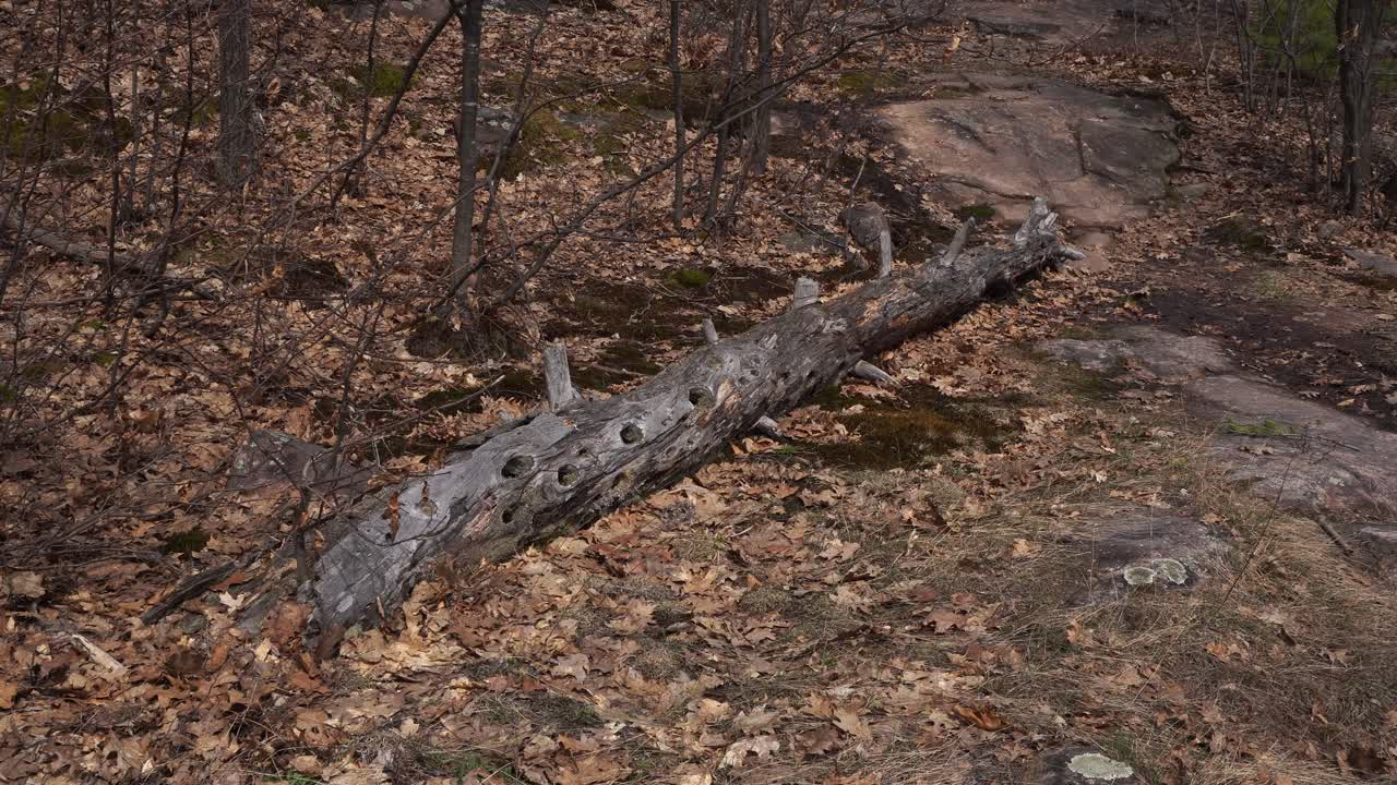 A magnificent tree trunk on the ground with a really cool shape. Around it, there are branches and lots of dead leaves from last autumn.