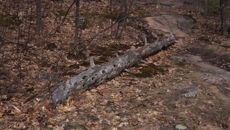a magnificent tree trunk on the ground with a really cool shape. around it, there are branches and lots of dead leaves from last autumn.