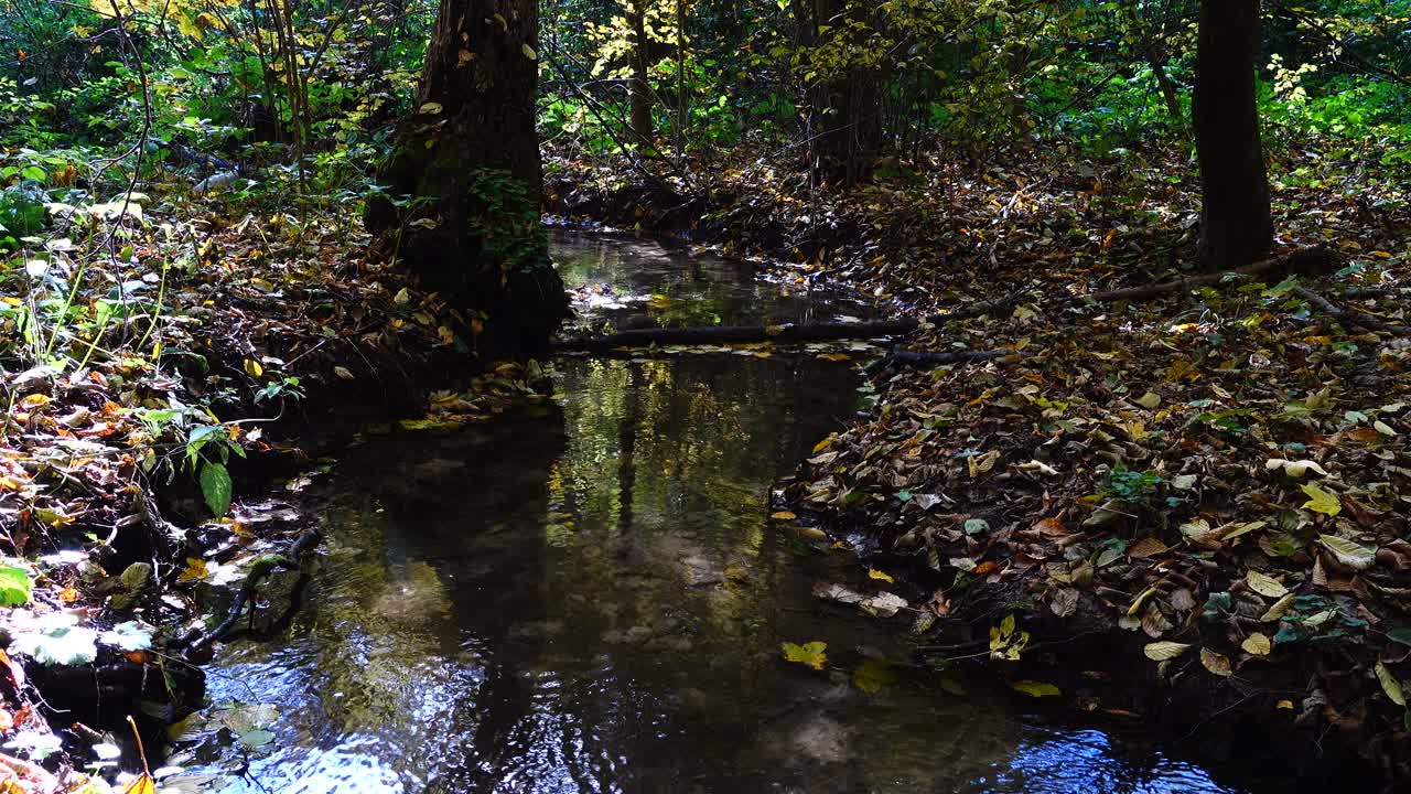Aliran Sungai di Hutan. Hutan Musim Gugur