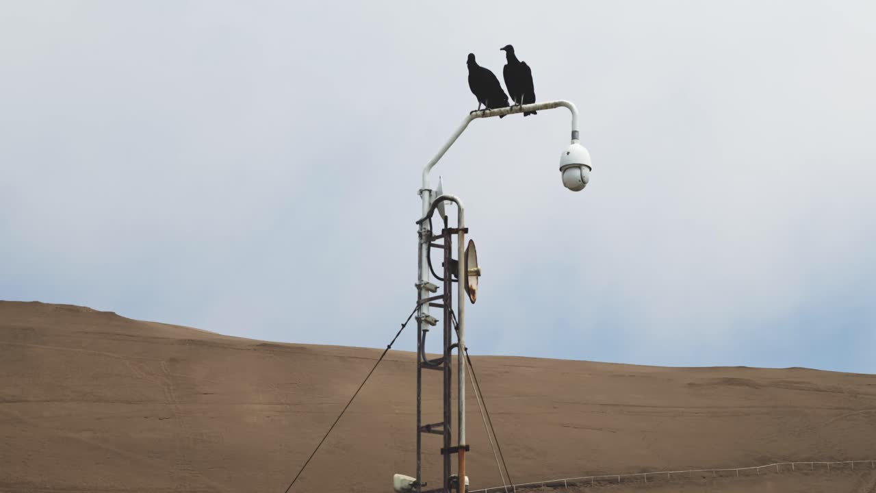 dos buitres sentados en un poste de lámpara blanca frente a una duna de arena