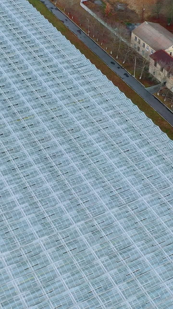 Industrial greenhouses aerial view. Glass greenhouses for growing vegetables. Vertical video