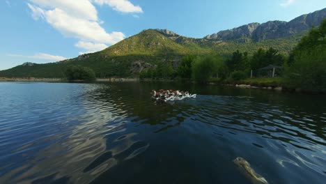 group of ducks swims in the lake,there is a green mountain in the background