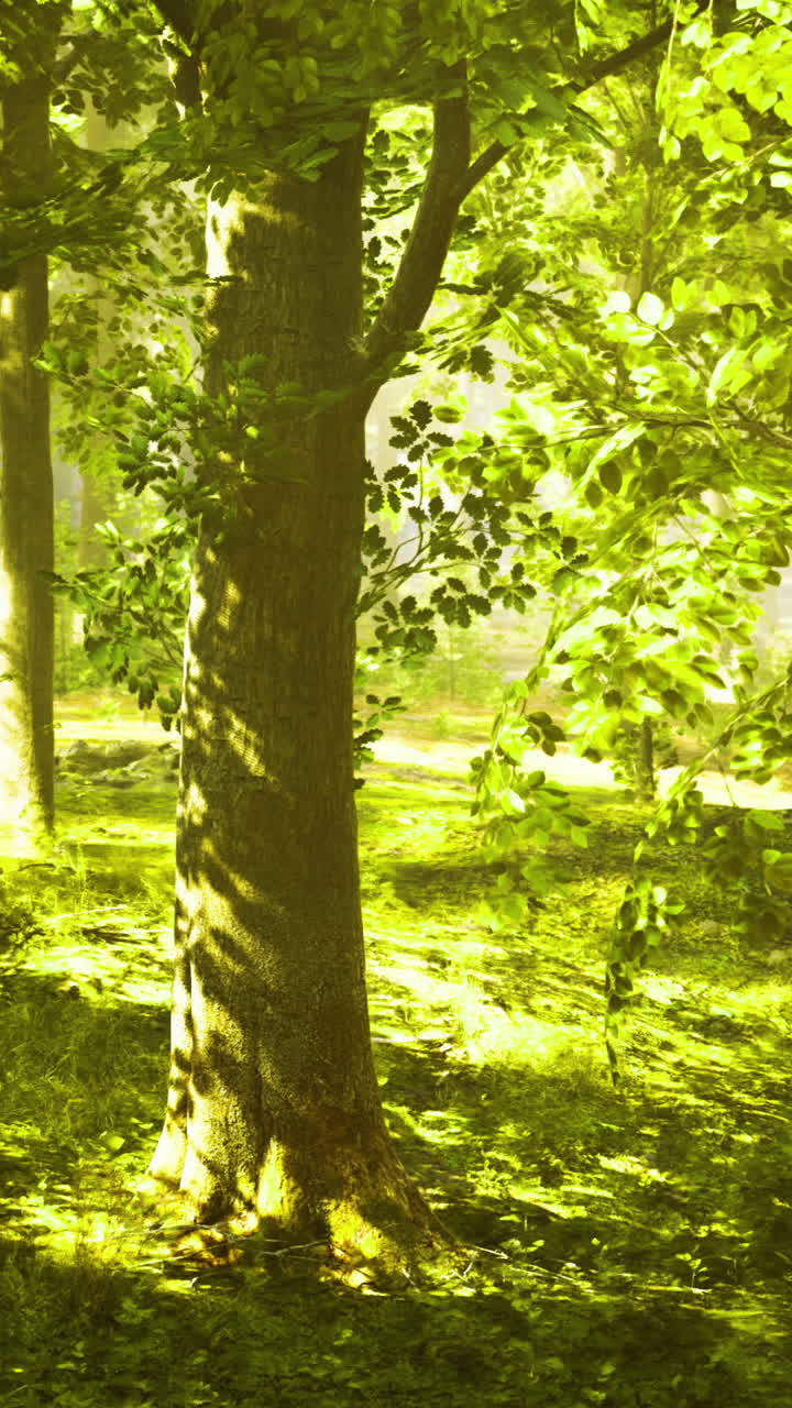 Sunlight filtering through trees in a vibrant forest during morning hours