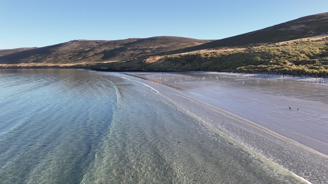 Images aériennes de manchots papous le long d'un littoral sablonneux avec un paysage naturel sur l'île Carcass, îles Falkland, large plan par drone.