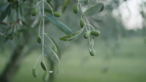 aceitunas verdes colgando de un olivo en un olivar en croacia