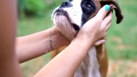 slowmotion shot of a woman stroking a young boxer puppy's head