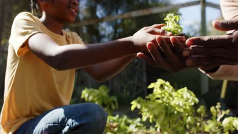 Manos-De-Abuelo-Y-Nieto-Afroamericanos-Sosteniendo-Plantas-En-Un-Jardín-Soleado,-Cámara-Lenta