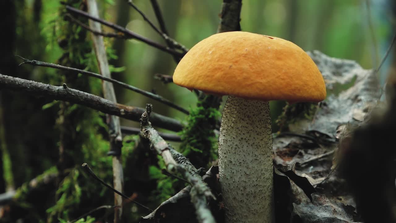 Autumn mushrooms in the forest sunlight in the forest