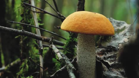 autumn mushrooms in the forest sunlight in the forest