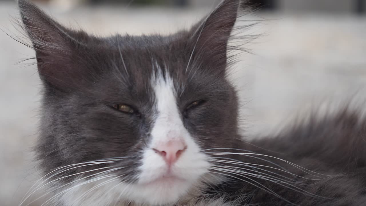 Close-up of a Gray Cat