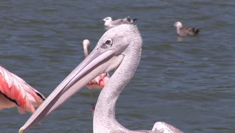 close up of pelicans