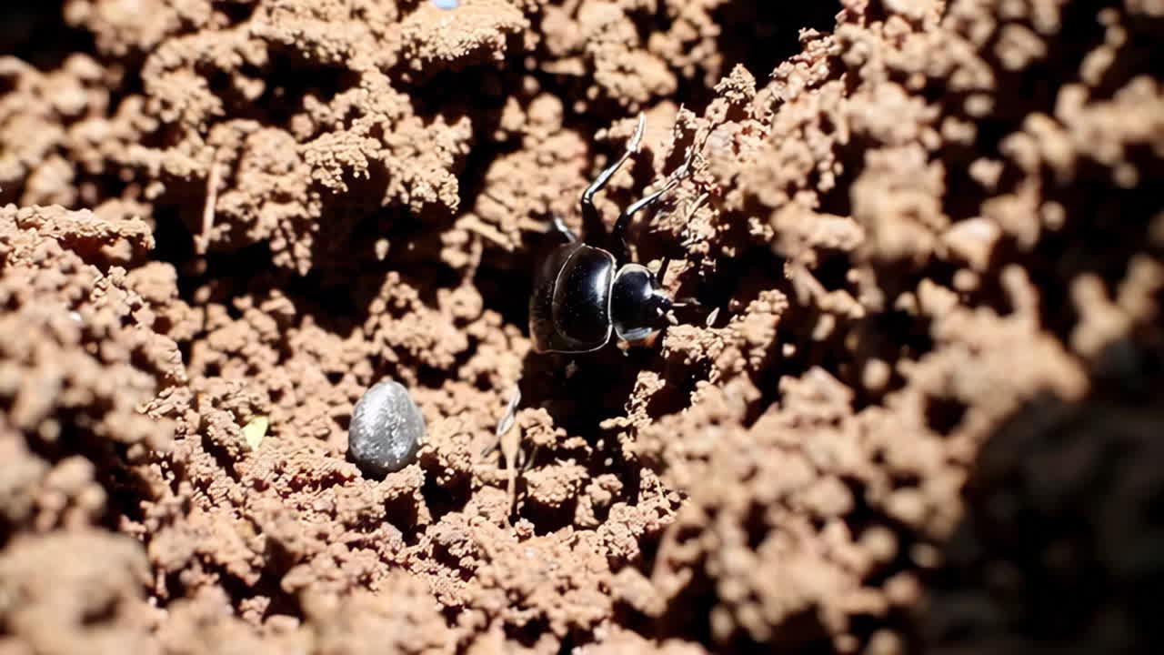 Black Beetle in Soil