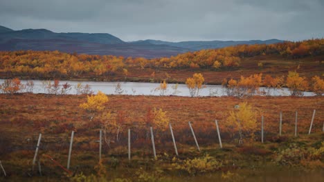 los renos vagan por la tundra de otoño