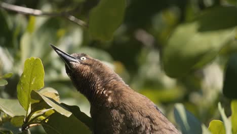 grackle hembra de gran cola posado en un árbol - cerrar