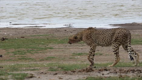 guepardo caminando en el parque nacional de amboseli, kenia, áfrica