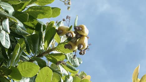 foto de cerca mirando hacia arriba en amarillo maduro fruto de anacardo tropical exótico creciendo en un árbol listo para ser cosechado para el jugo en el estado de río grande do norte en el noreste de brasil cerca de natal en verano