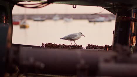 a seagull walks along a fishing boat at sunrise