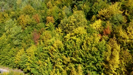 Colores-Otoñales-Del-Bosque-En-Las-Montañas-Apuseni-Cerca-Del-Pueblo-De-Marisel-Y-Maguri-Racatau