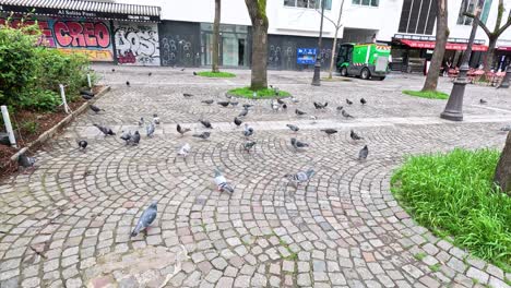 pigeons congregate on cobblestone square in paris