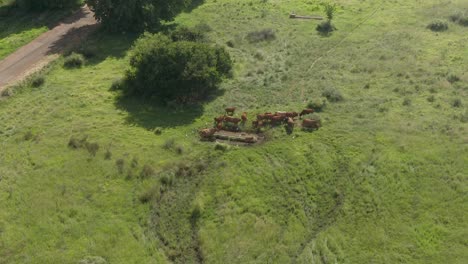 Imágenes-De-Drones-De-Un-Rebaño-De-Ganado-Un-Agua-Potable-En-El-Campo-De-Verano-Verde