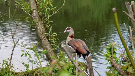 ganso egipcio, alopochen aegyptiaca, hermosas aves acuáticas con patas palmeadas nadando en el lago, estanque del parque de la ciudad