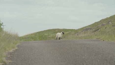 one single sheep stands alone on a single track quiet countryside road