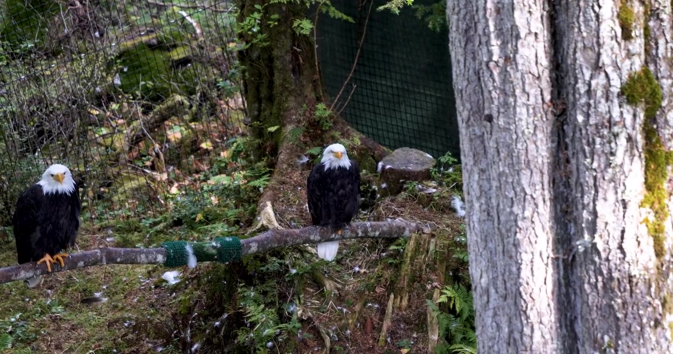 Two Adult Bald eagles sitting on a tree trunk Sitka, Alaska.