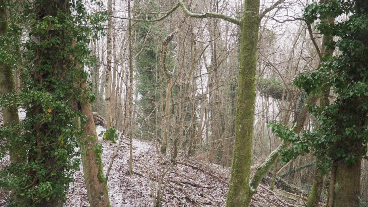 Heavy Snow Falling in Winter Forest