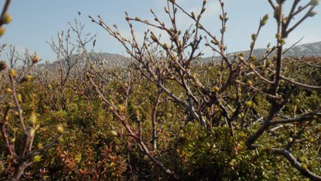tundra ártica. betula nana, el abedul enano, es una especie de abedul de la familia de las betuláceas, que se encuentra principalmente en la tundra de la región ártica.