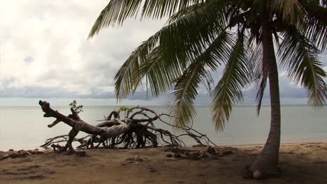 tronco de árbol muerto en la playa de raiatea, islas de la sociedad, polinesia francesa