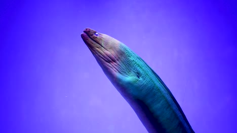 eel in an aquarium