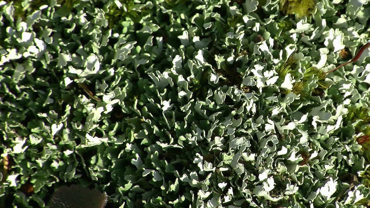 liquen foliáceo intercalado con musgo