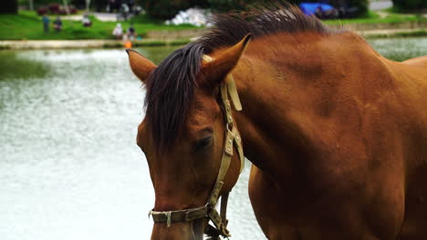 Brown-horse-near-waters-edge-in-Da-Lat,-Vietnam