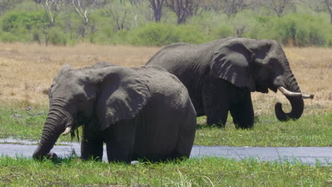a pair of african elephants eating grass near the river on a sunny day in makgadikgadi pans national park, botswana