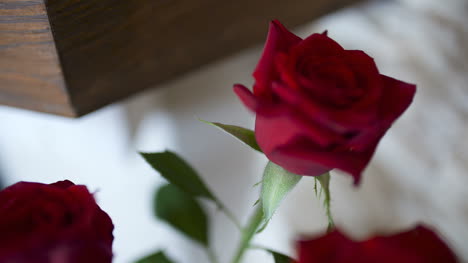 fresh red roses