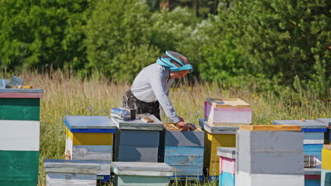 beekeeper works on apiary. happy apiculturist man inspects honeycombs on frame. apiarist near the wooden beehives in summer.