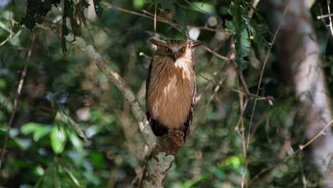 perched on a broken branch looking to the right then turns its head to look straight towards the camera, buffy fish owl ketupa ketupu, thailand