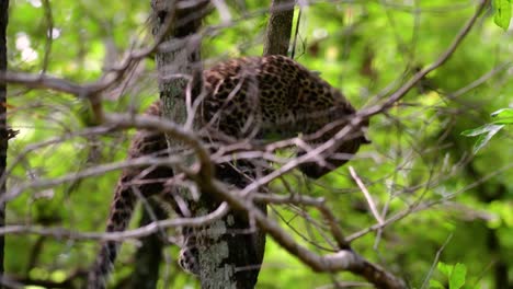 the indochinese leopard is a vulnerable species and one of the big cats of thailand