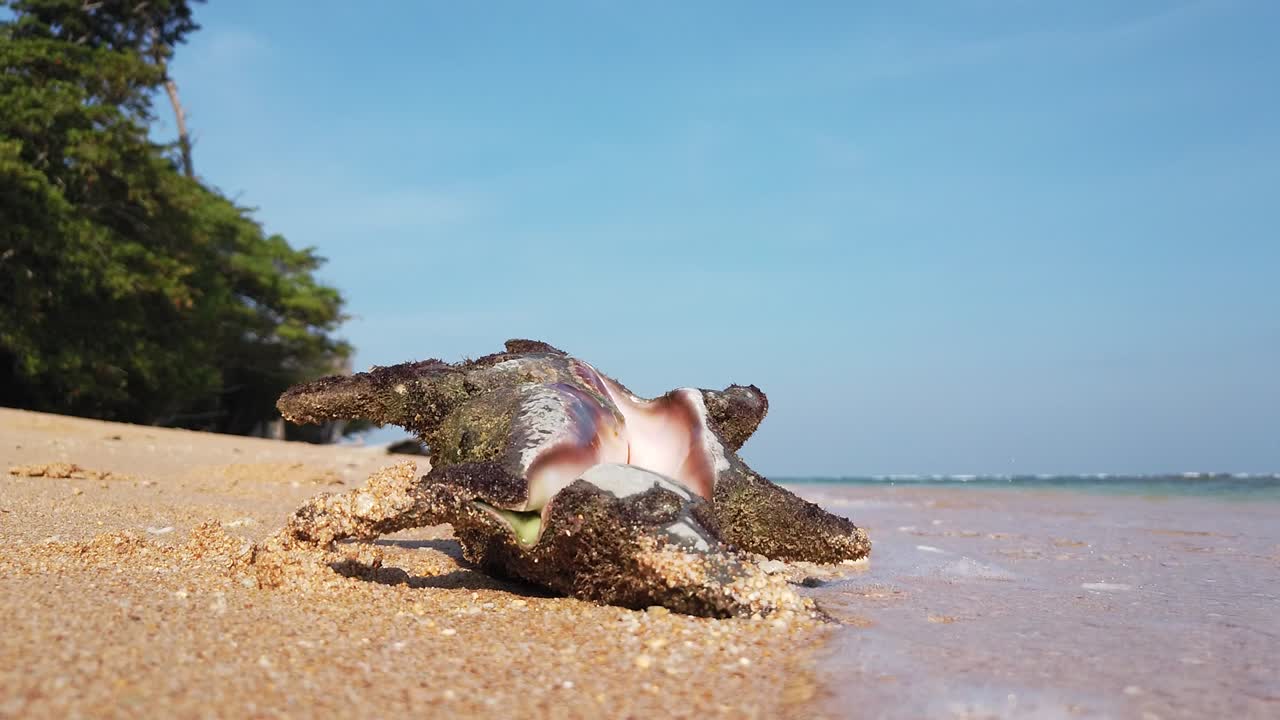 The waves rise up the beach and flow under the conch shell in the foreground with ancient tropical forests off to the side and white sand all around