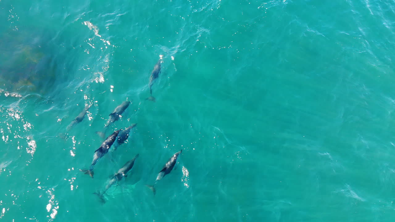 Aerial school Dolphins jumping 4k Drone shot