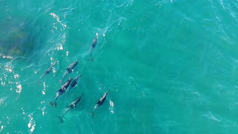 aerial school dolphins jumping 4k drone shot