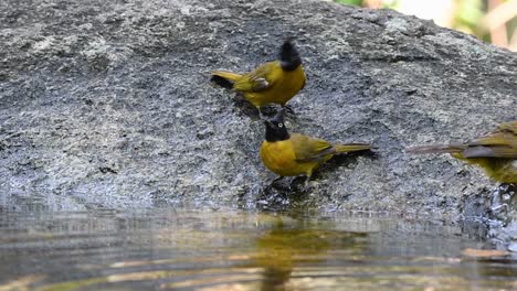 black-crested bulbul grooming after a bath in the forest during a hot day, pycnonotus flaviventris, in slow motion