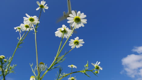 chamomile flowers and airplane in blue sky